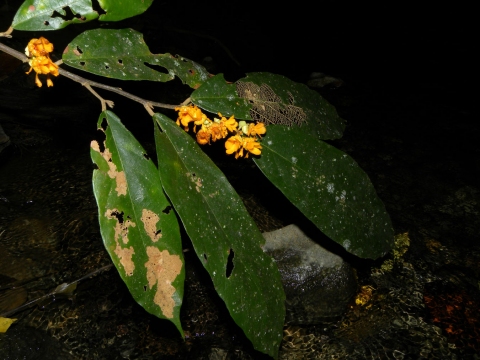 Theobroma angustifolum